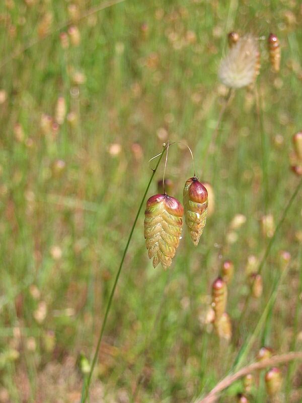 Briza maxima / Sonaglini maggiori